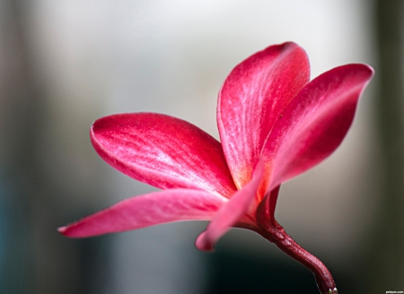 Plumeria - nature, frangipani, pink, pink frangipani, flowers, pink plumeria, flower, plumeria