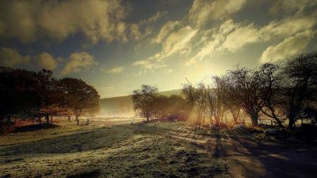 sheep along a road in magical countryside - meadow, sheep, road, sunbeams, fog, trees