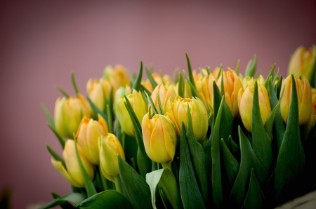 * Yellow tulips * - flowers, flower, nature, tulips