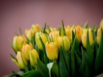 * Yellow tulips *