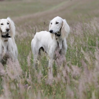 * Dogs on field *