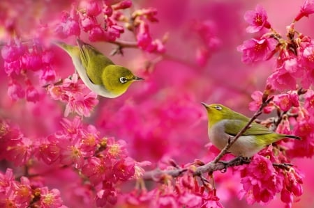 * Spring is here * - flowers, trees, birds, nature, animals