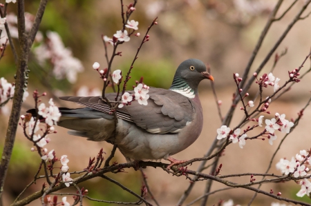 * Pigeon on flowering tree * - animals, animal, tree, flowers, birds