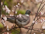 * Pigeon on flowering tree *