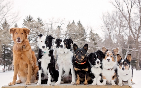 * Dog family * - dog, animal, dogs, animals