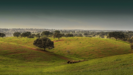 rolling hills - hills, trees, haze, grass