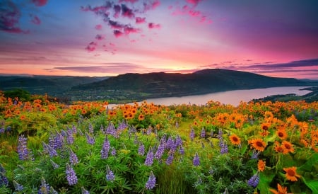 Sunset flowers - sky, lake, pretty, beautiful, field, meadow, flowers, sunset