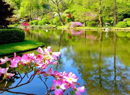 Spring park - greenery, trees, branches, blossoms, water, pond, spring, forest, blooming, flowers, shore, lake, park