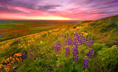 Sunset field - amazing, slope, grass, meadow, flowers, sunset, field, sky, lupin