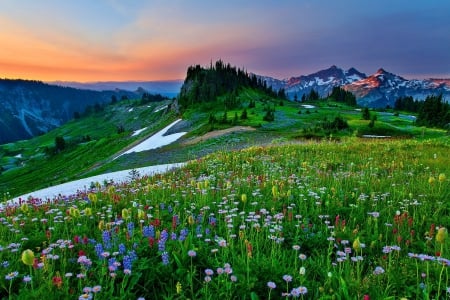 Field of mountain flowers - sky, freshness, mountain, landscape, field, meadow, lovely, pretty, beautiful, flowers, grass, wildflowers