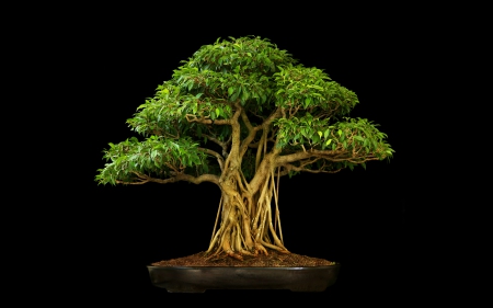 Bonsai - black, bonsai, leaf, art, tree