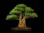 Bonsai