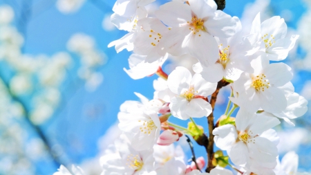 Spring branches - beauty, branches, blooming, sky, fragrance, flowering, lovely, spring, nature, pretty, blossoms, beautiful, scent