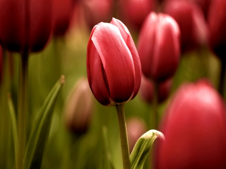 Tulips field - meadow, field, spring, nature, pretty, red, beautiful, leaves, tulip, flowers, garden