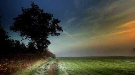 Nature - nature, tree, forest, path