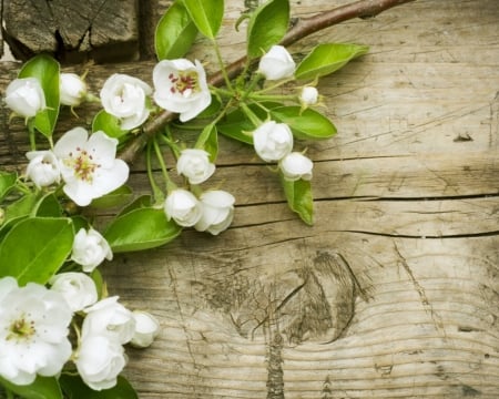 Beautiful flowers - flowers, white, petals, wood