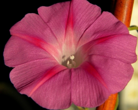 Beautiful flower - flower, petals, pink, nature