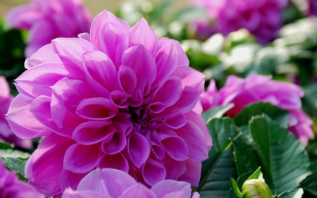 Beautiful flowers - flowers, nature, petals, pink, dahlias