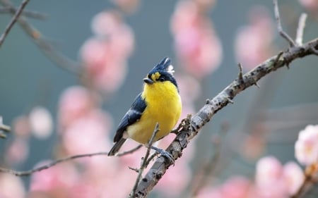 Bird - bird, pink, spring, yellow, branch