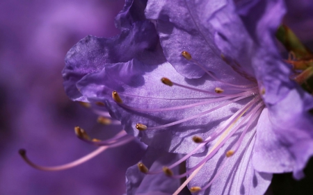 Purple flower - flower, purple, petals, lily, beauty, macro