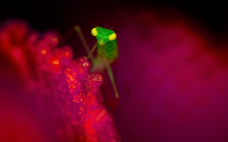 Praying Mantis - red, flower, pink, praying mantis, insect, green