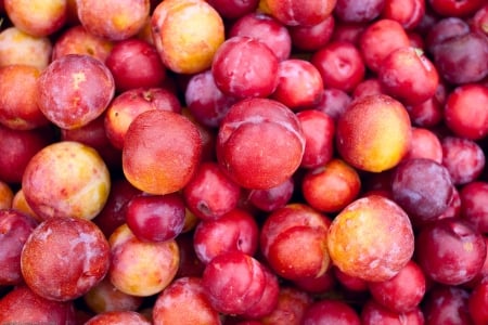 Plums - plum, plums, fruits, fruit