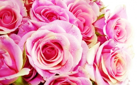 Pink roses - flowers, rose, nature, pink