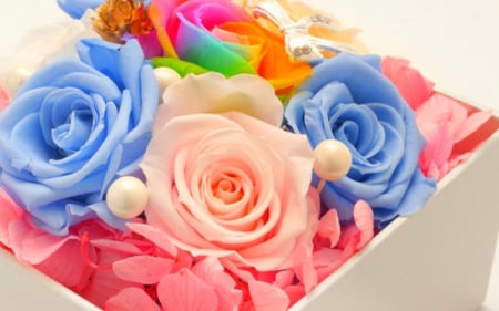 Colorful roses - flowers, box, roses, petals