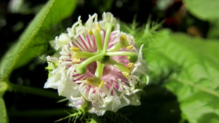 Lovely plant - nature, plant, tree, lovely, flower