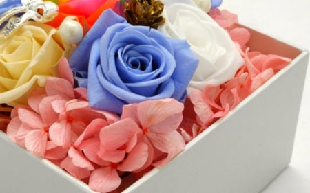 Blue rose - flowers, box, petals, rose