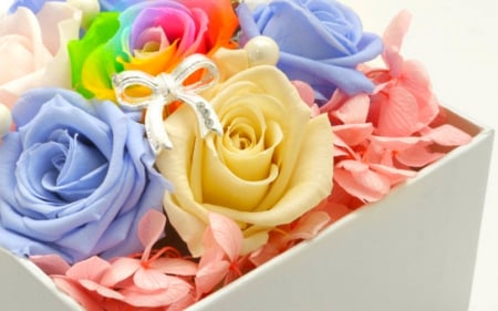 Colorful roses - flowers, box, roses, petals