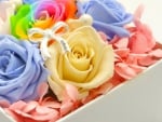 Colorful roses