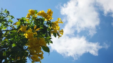 Sunny day - cloud, blue sky, Beautiful, sunny day