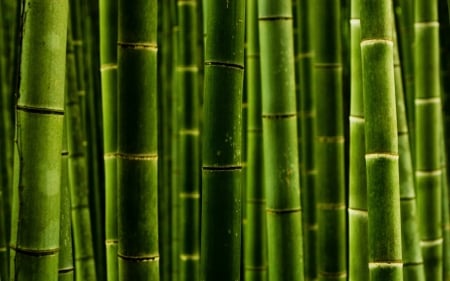 Bamboo - green, macro, texture, bamboo