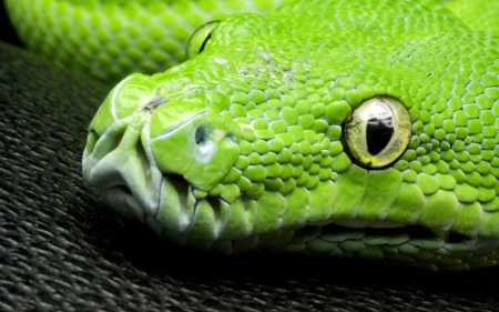 Snake - snake, serpent, green, reptile, head