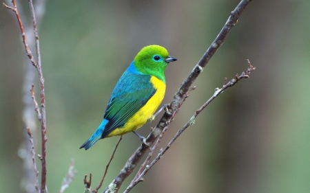 Bird - bird, yellow, branch, blue, green