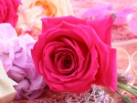 Pink rose