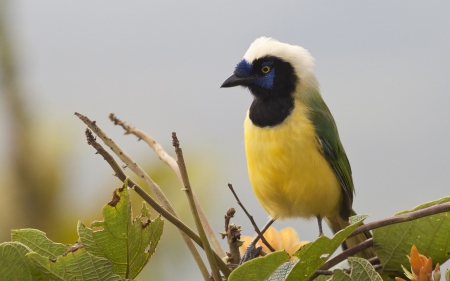 Inca jay - white, inca jay, bird, black, leaf, green