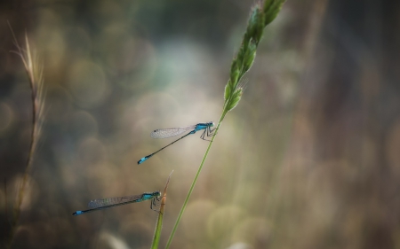 Dragonflies - blue, green, wings, macro, insect, dragonfly