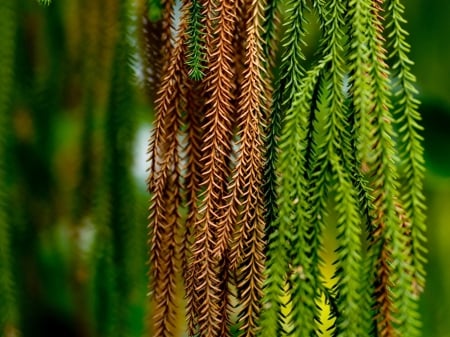 Macro - wizened, macro, plant, green