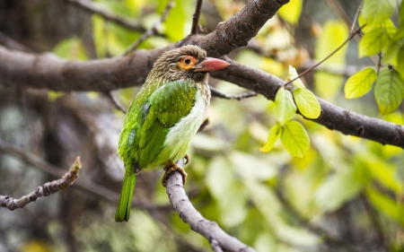 Barbet - bird, barbet, branch, green, delhi, leaf, tree