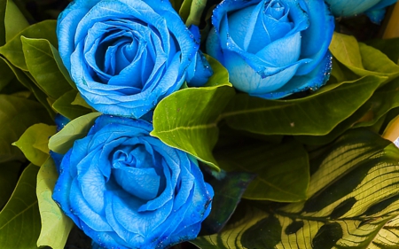 Blue roses - flowers, rose, petals, blue