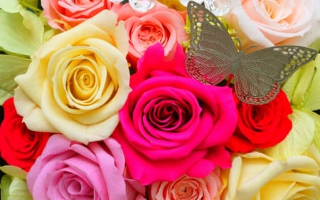 Colorful roses - flowers, roses, petals, bloom