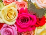 Colorful roses