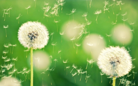 Dandelions in wind - feather, white, dandelion, wind, fluff, green