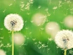 Dandelions in wind