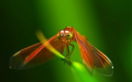 Dragonfly - dragonfly, wings, insect, orange, green