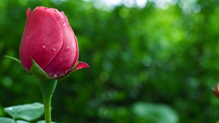 Rose bud - water drops, pink, wet, green, rose, bud