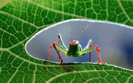 Grasshopper - grasshopper, green, macro, insect, leaf