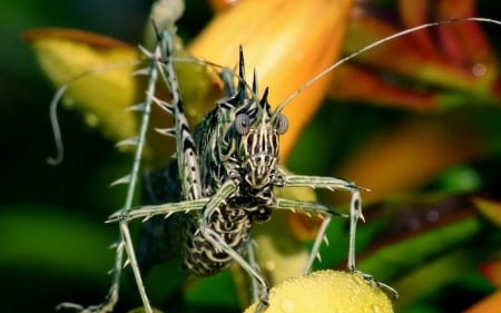 Grasshopper - macro, orange, green, insect, summer, grasshopper